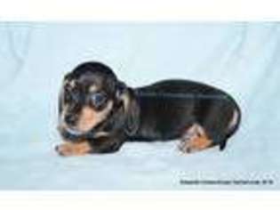 Dachshund Puppy for sale in Surgoinsville, TN, USA