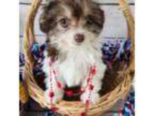 Maltipom Puppy for sale in Apopka, FL, USA