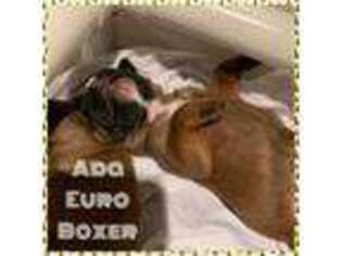Boxer Puppy for sale in Evergreen, CO, USA