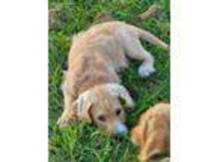 Labradoodle Puppy for sale in Lewisville, OH, USA