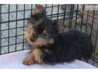 Silky Terrier Puppy for sale in Los Angeles, CA, USA