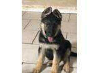 German Shepherd Dog Puppy for sale in Leicester, MA, USA