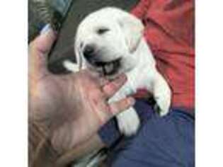 Labrador Retriever Puppy for sale in Rochester, MA, USA