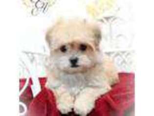 Shorkie Tzu Puppy for sale in Baxter Springs, KS, USA
