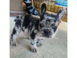 French Bulldog Puppy for sale in Moravia, IA, USA
