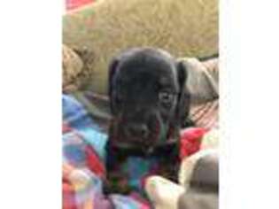 Dachshund Puppy for sale in Dunnsville, VA, USA