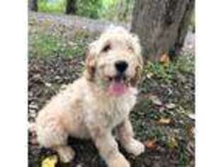 Goldendoodle Puppy for sale in Middleburg, VA, USA
