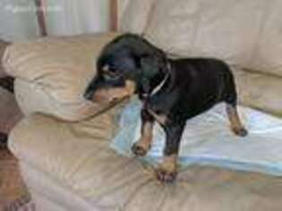 Doberman Pinscher Puppy for sale in Evans, CO, USA