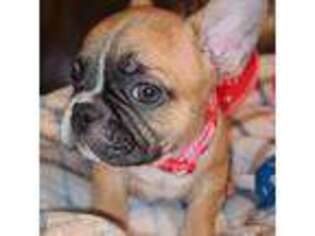 French Bulldog Puppy for sale in Graham, WA, USA