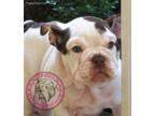 Bulldog Puppy for sale in North Augusta, SC, USA