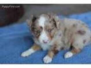 Miniature Australian Shepherd Puppy for sale in Seymour, TN, USA