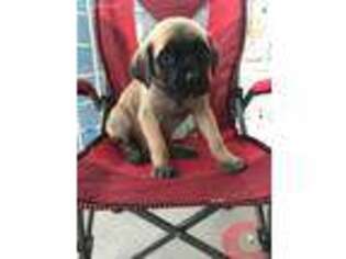 Mastiff Puppy for sale in Mineral Wells, TX, USA