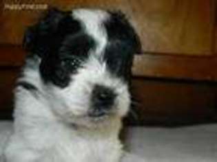 Mutt Puppy for sale in Gallitzin, PA, USA