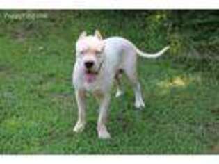 Dogo Argentino Puppy for sale in Cowpens, SC, USA