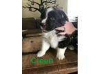 Newfoundland Puppy for sale in Lucas, OH, USA