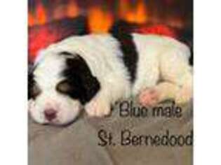 Saint Bernard Puppy for sale in Geneva, OH, USA