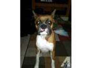 Boxer Puppy for sale in MELBOURNE, FL, USA