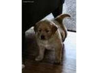 Golden Retriever Puppy for sale in Strasburg, OH, USA
