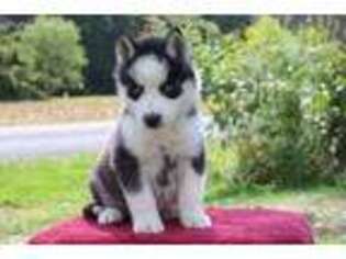 Siberian Husky Puppy for sale in Lewisburg, PA, USA