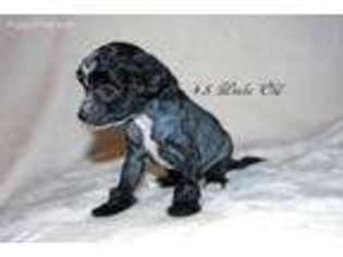 Chinese Crested Puppy for sale in Saratoga Springs, NY, USA