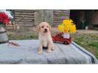 Labradoodle Puppy for sale in Hamptonville, NC, USA