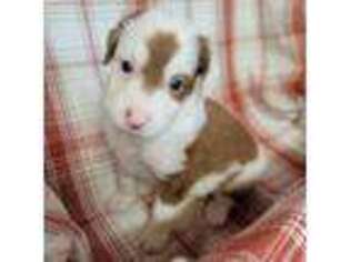 Australian Shepherd Puppy for sale in Cottontown, TN, USA