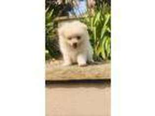 Pomeranian Puppy for sale in Monterey, CA, USA
