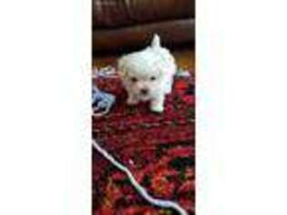 Maltese Puppy for sale in Nesbit, MS, USA