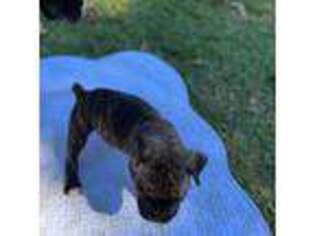 Boxer Puppy for sale in Suches, GA, USA