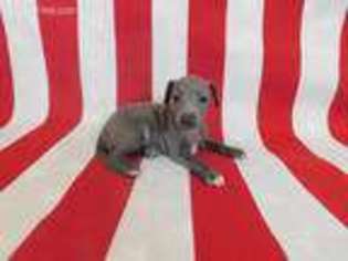 Italian Greyhound Puppy for sale in Anita, IA, USA