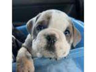 Bulldog Puppy for sale in Blue Springs, MO, USA