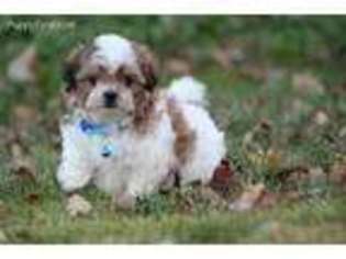 Mal-Shi Puppy for sale in Jefferson, SD, USA