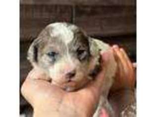 Mutt Puppy for sale in Heavener, OK, USA