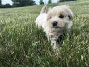 Mutt Puppy for sale in West Des Moines, IA, USA