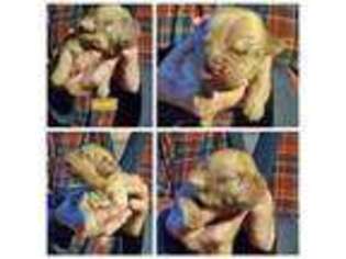 American Bull Dogue De Bordeaux Puppy for sale in Troy, NC, USA