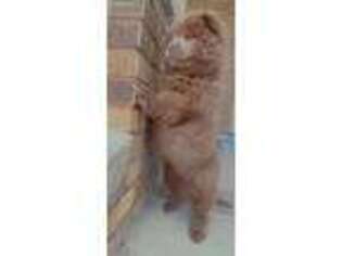 Chow Chow Puppy for sale in Dearborn, MI, USA