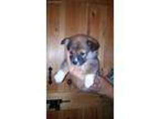 Pembroke Welsh Corgi Puppy for sale in Roaring River, NC, USA