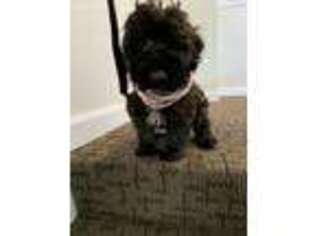 Lhasa Apso Puppy for sale in Saugus, MA, USA