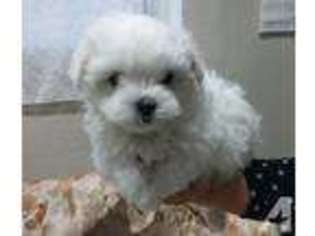 Maltese Puppy for sale in TACOMA, WA, USA