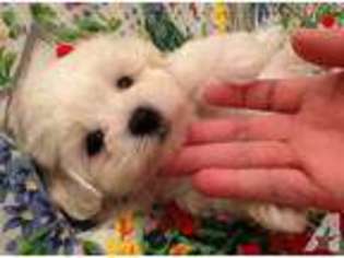 Mutt Puppy for sale in FOND DU LAC, WI, USA
