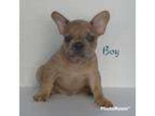 French Bulldog Puppy for sale in Tahlequah, OK, USA