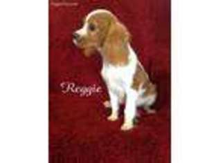 Cavalier King Charles Spaniel Puppy for sale in Springdale, AR, USA