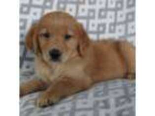 Golden Retriever Puppy for sale in Montezuma, GA, USA