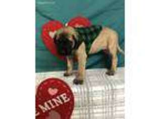 Mastiff Puppy for sale in Toledo, IL, USA