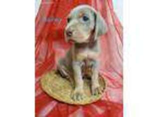Weimaraner Puppy for sale in Woodville, TX, USA