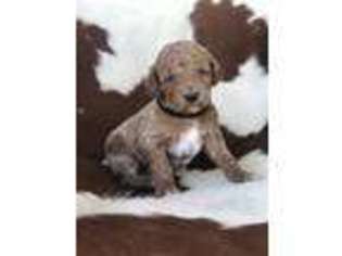 Mutt Puppy for sale in Henrietta, TX, USA