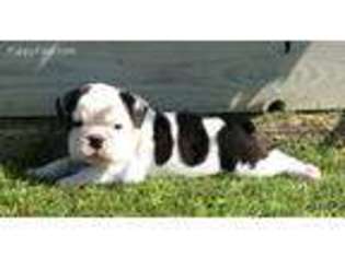 Bulldog Puppy for sale in New London, MN, USA