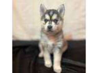 Mutt Puppy for sale in Essex, MO, USA