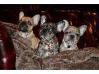 French Bulldog Puppy for sale in Manchester, KY, USA