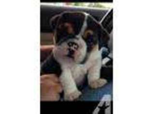 Bulldog Puppy for sale in DANVILLE, IN, USA